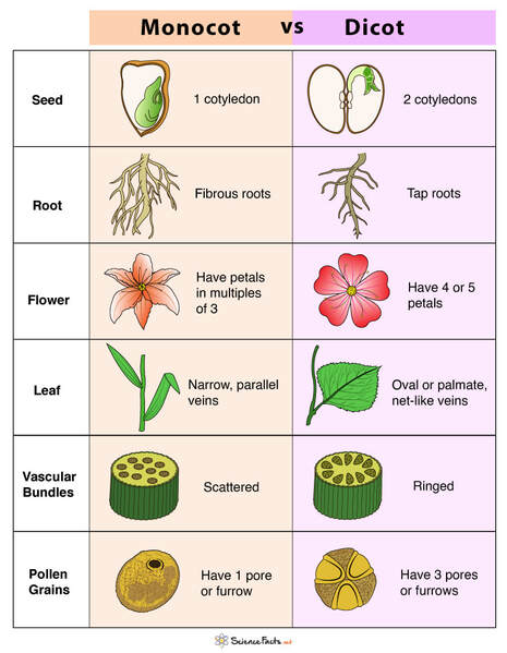 Plant Classification - ATAR BIOLOGY
